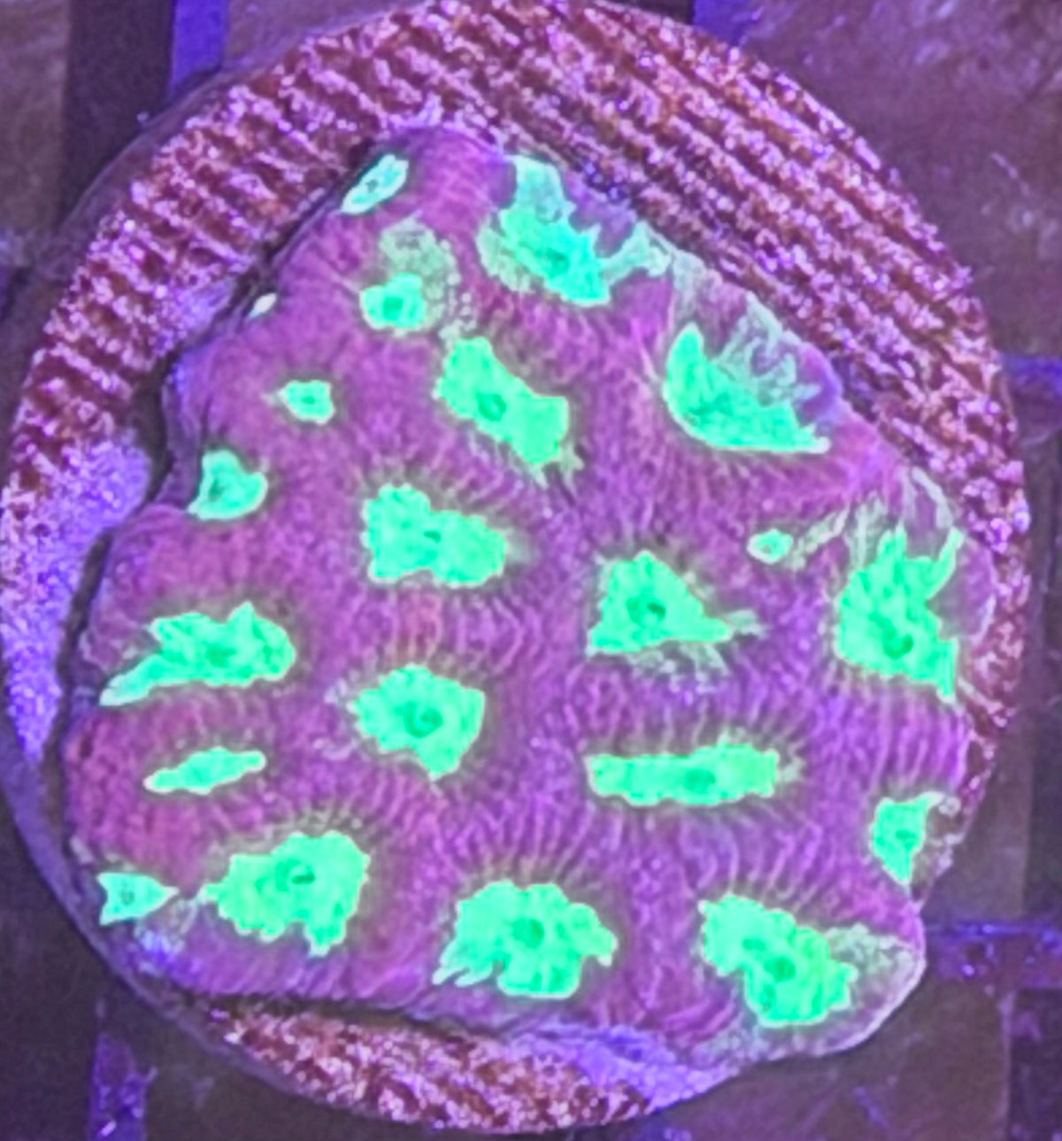 Micromusa