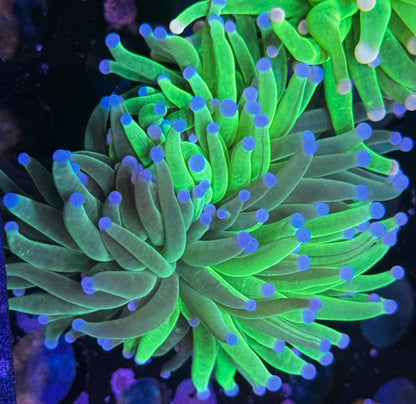 Grafted Holy Grail 50/50 Torch