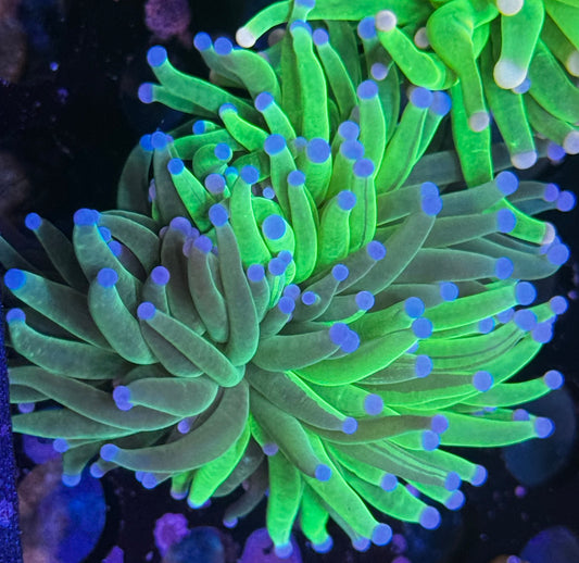 Grafted Holy Grail 50/50 Torch