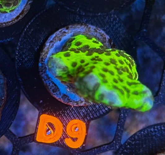 Slimeball Anacropora