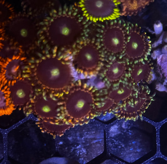Bozo Birthday Zoas