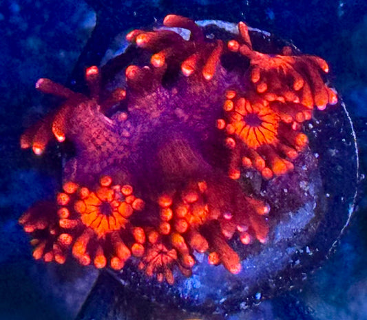 Cherry Picker Goni - small