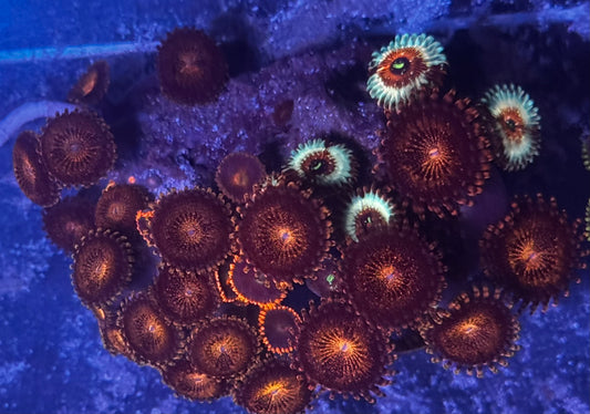 Assorted zoa rock
