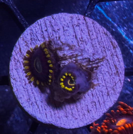 Blue Hornet Zoas
