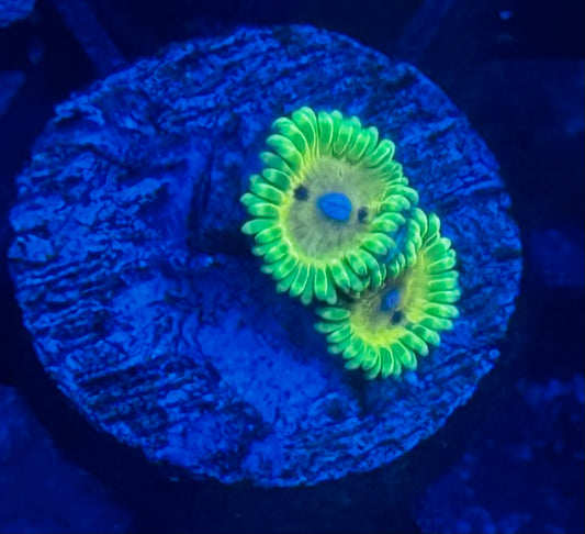 Big Bird with Kermit Zoas - 2 polyps