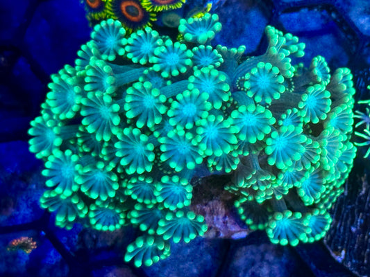 Indio Metallic Alveopora