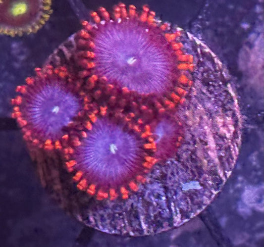 Superman Zoas