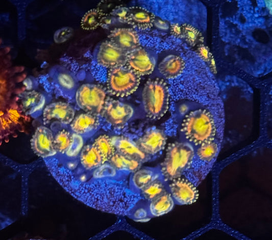 RR Kraken Zoas