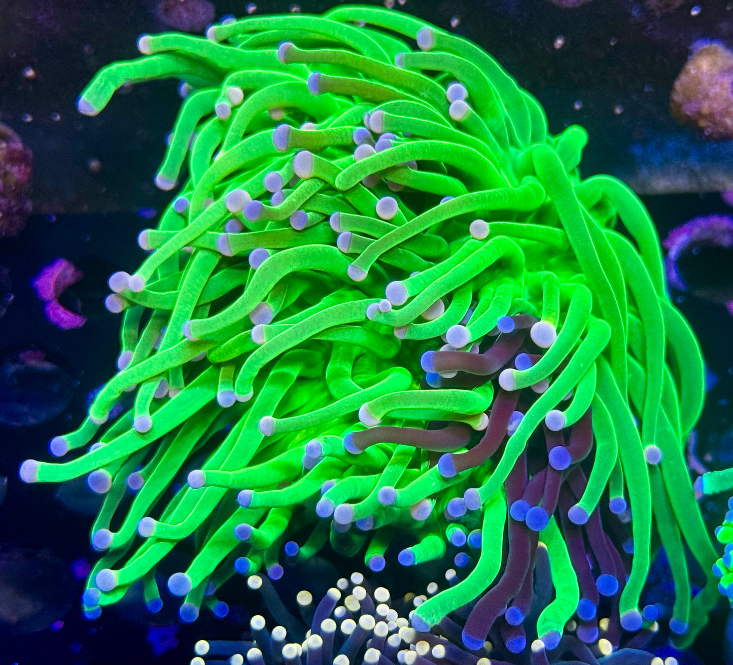 Pink Tip Grafted Holy Grail Torch - 3 heads