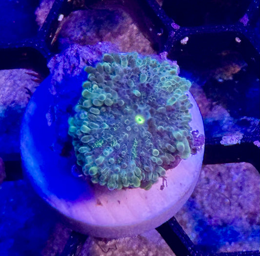 Monster’s Inc Yuma