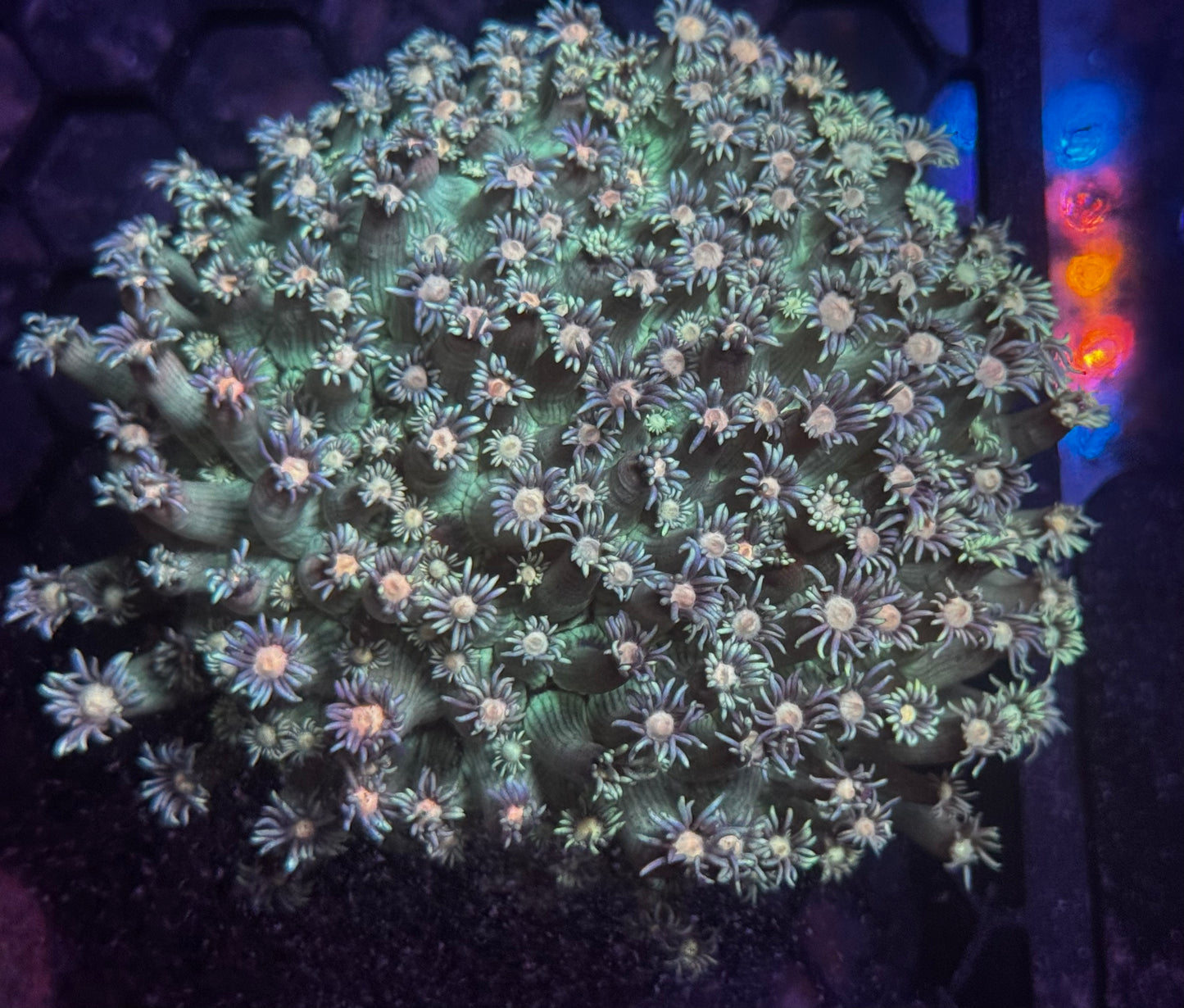 XL Goni 4”x3”