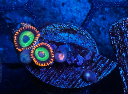 Emerald on Fire Zoas