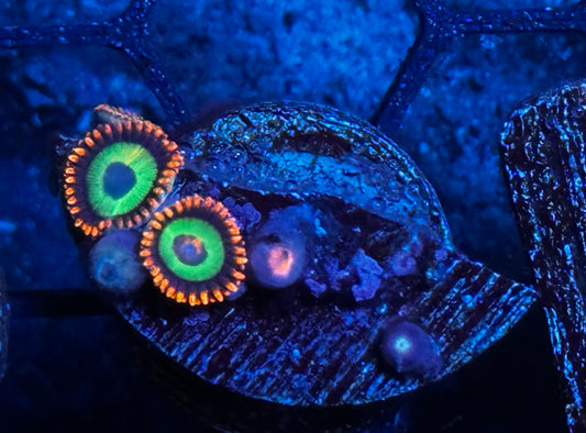 Emerald on Fire Zoas