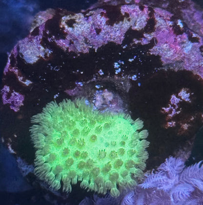 Fiji Yellow Toadstool Leather