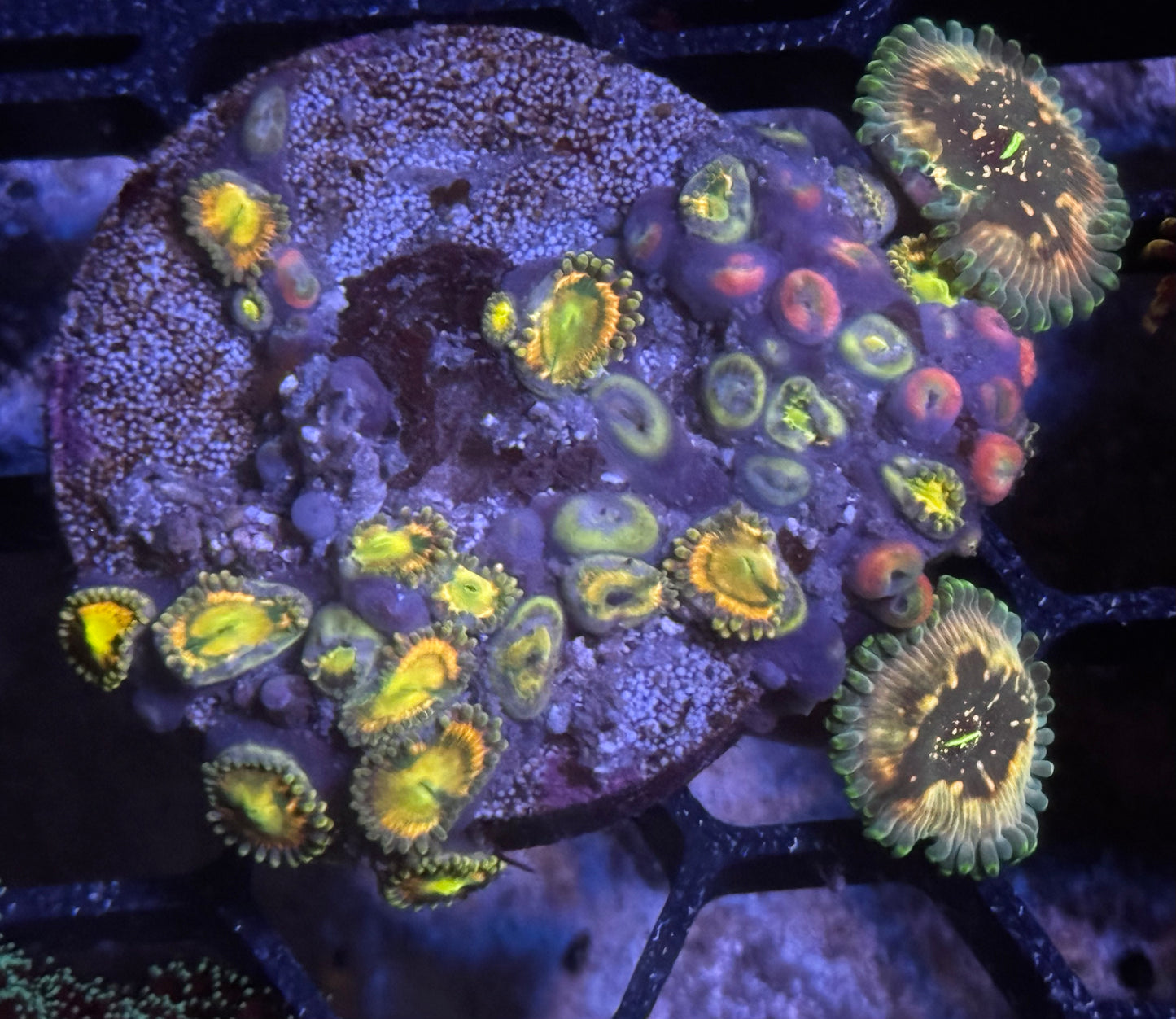 RR Krakens