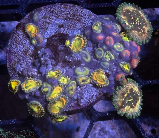 RR Krakens