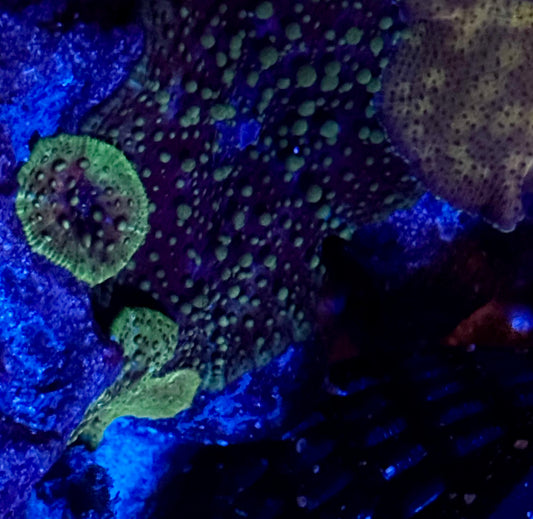 Lava Lamp Mushroom