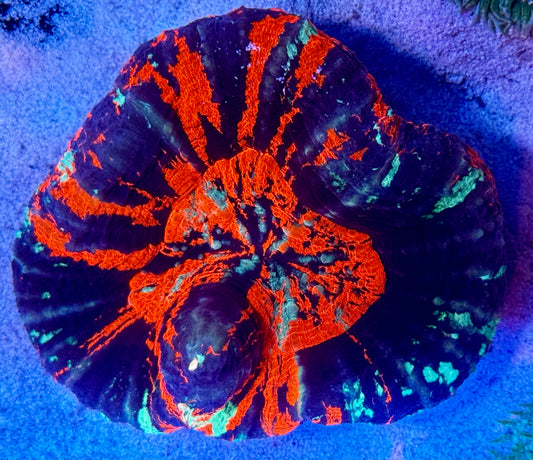 Warpaint Scoly - show size