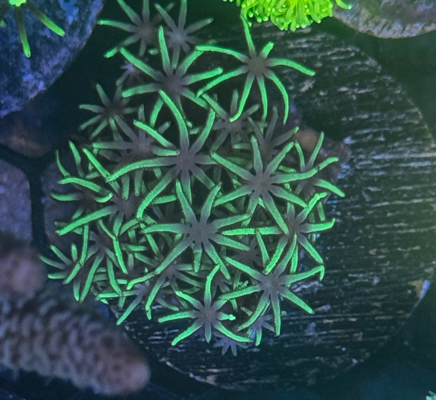 GSP