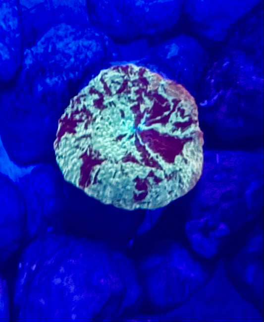 Electus Jawbreaker
