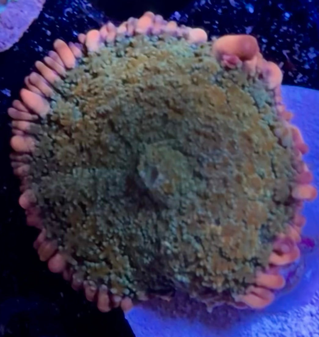 Frankenstein mushroom