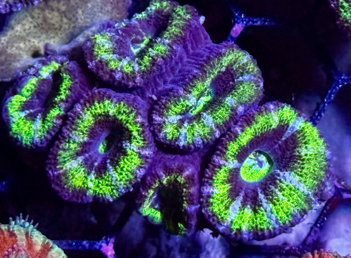 DBC Green Halo Acans