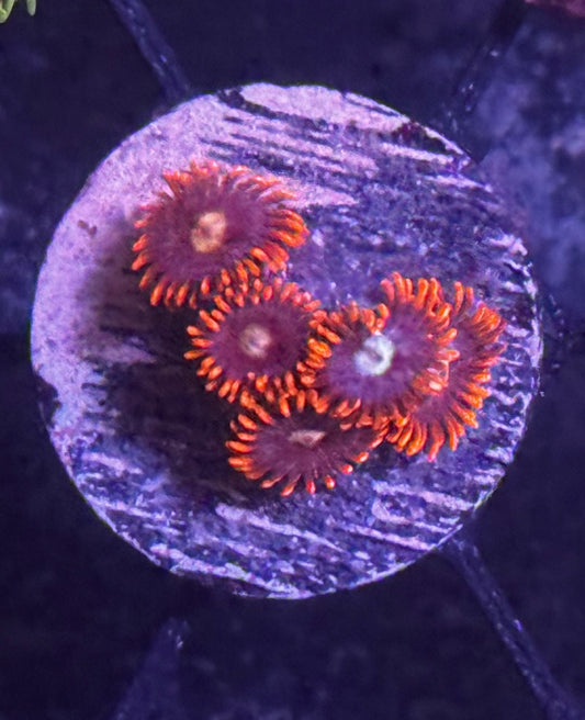 Fire n Ice Zoas