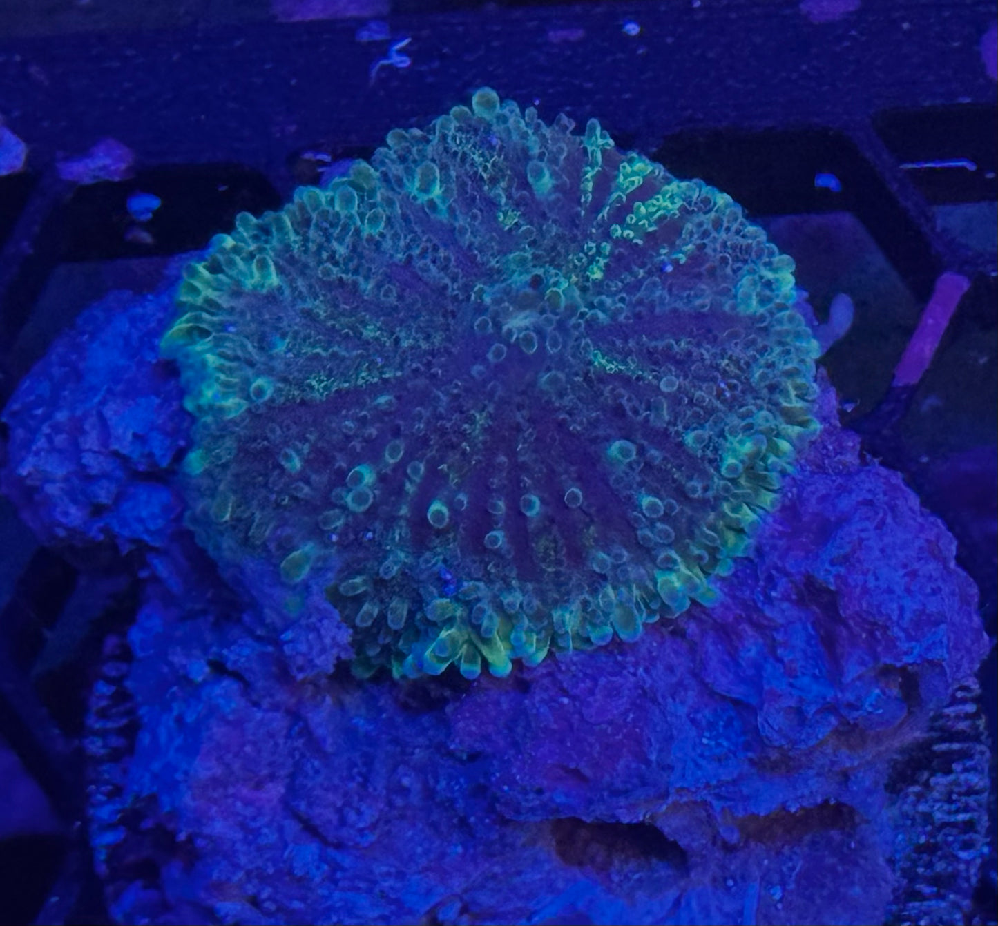 Monster’s Inc Yuma