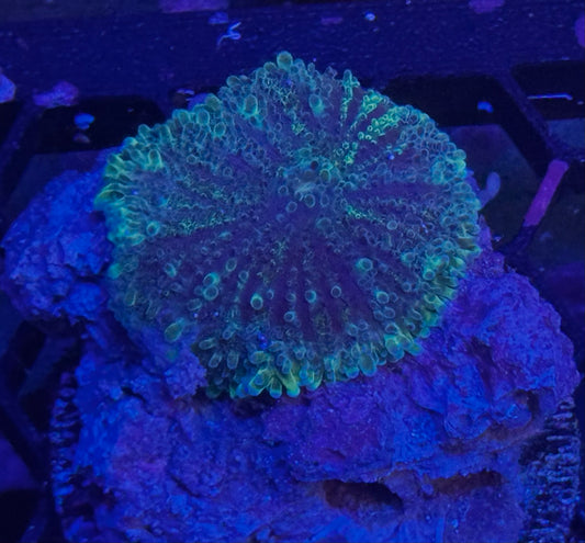 Monster’s Inc Yuma