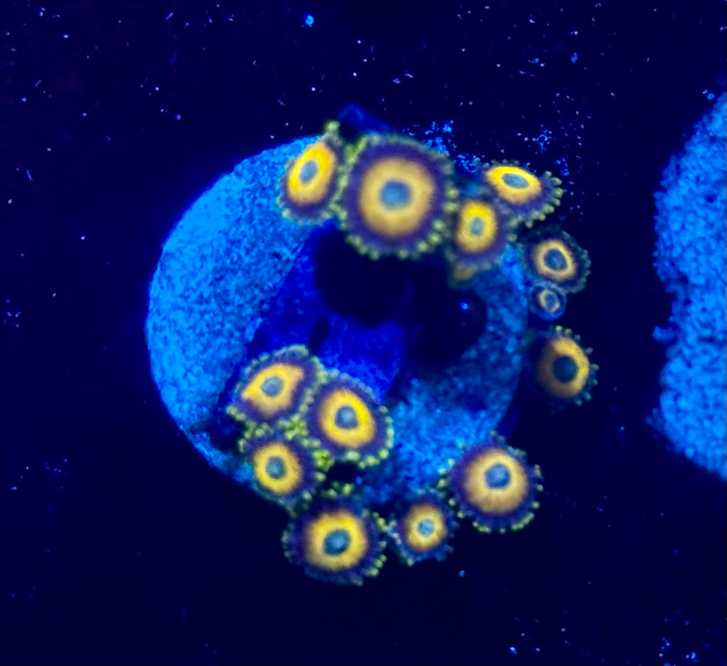 Scrambled Egg Zoas