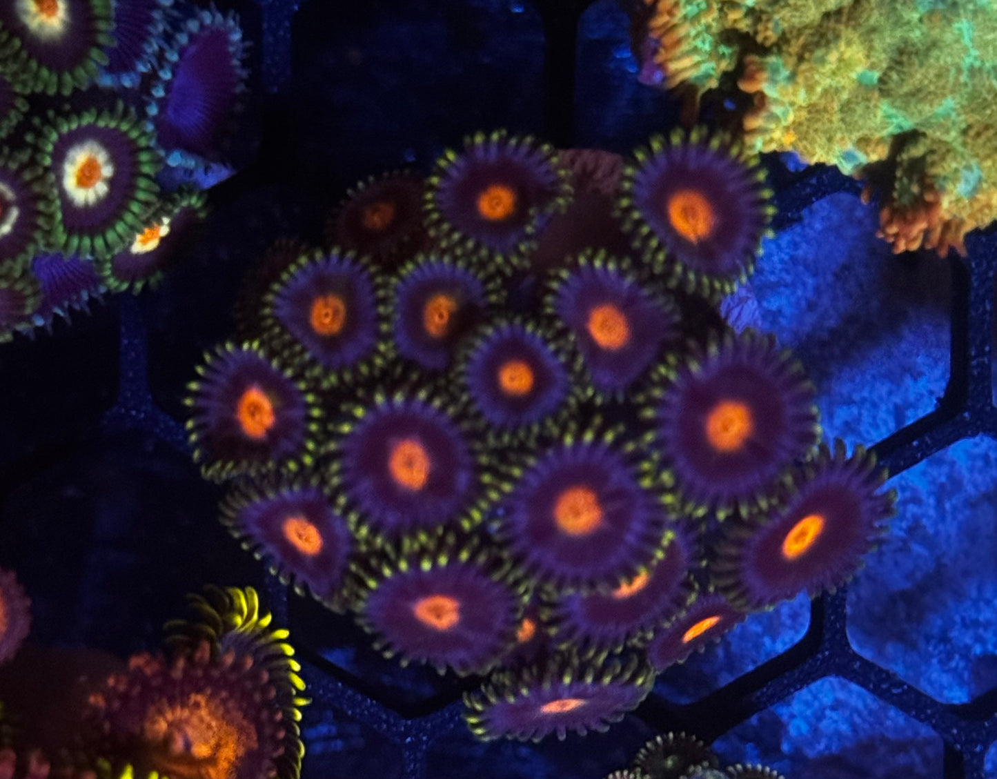Blow pop Zoas