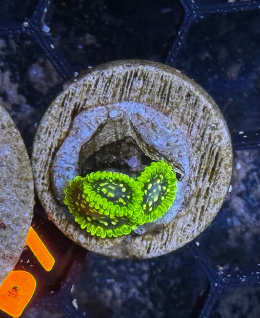 Exosphere zoas