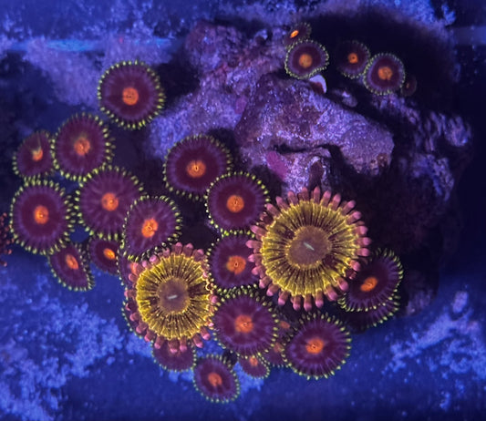 Assorted zoa rock