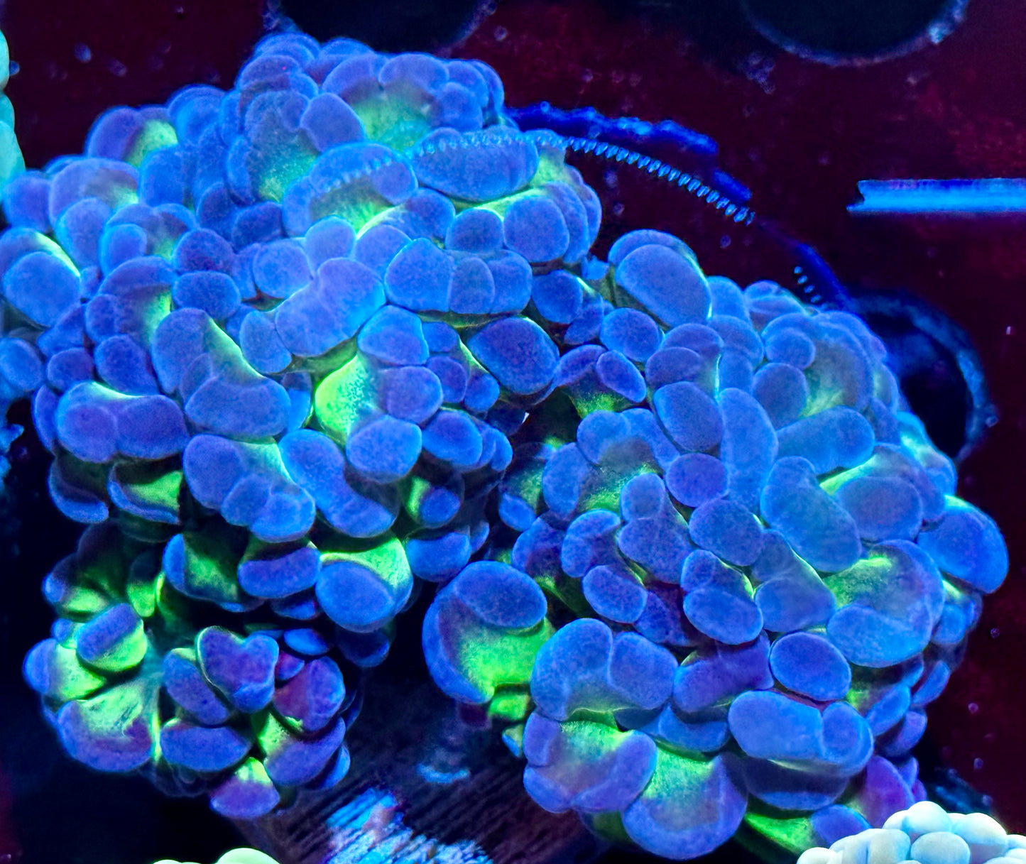 Blue green hammer - 3 heads