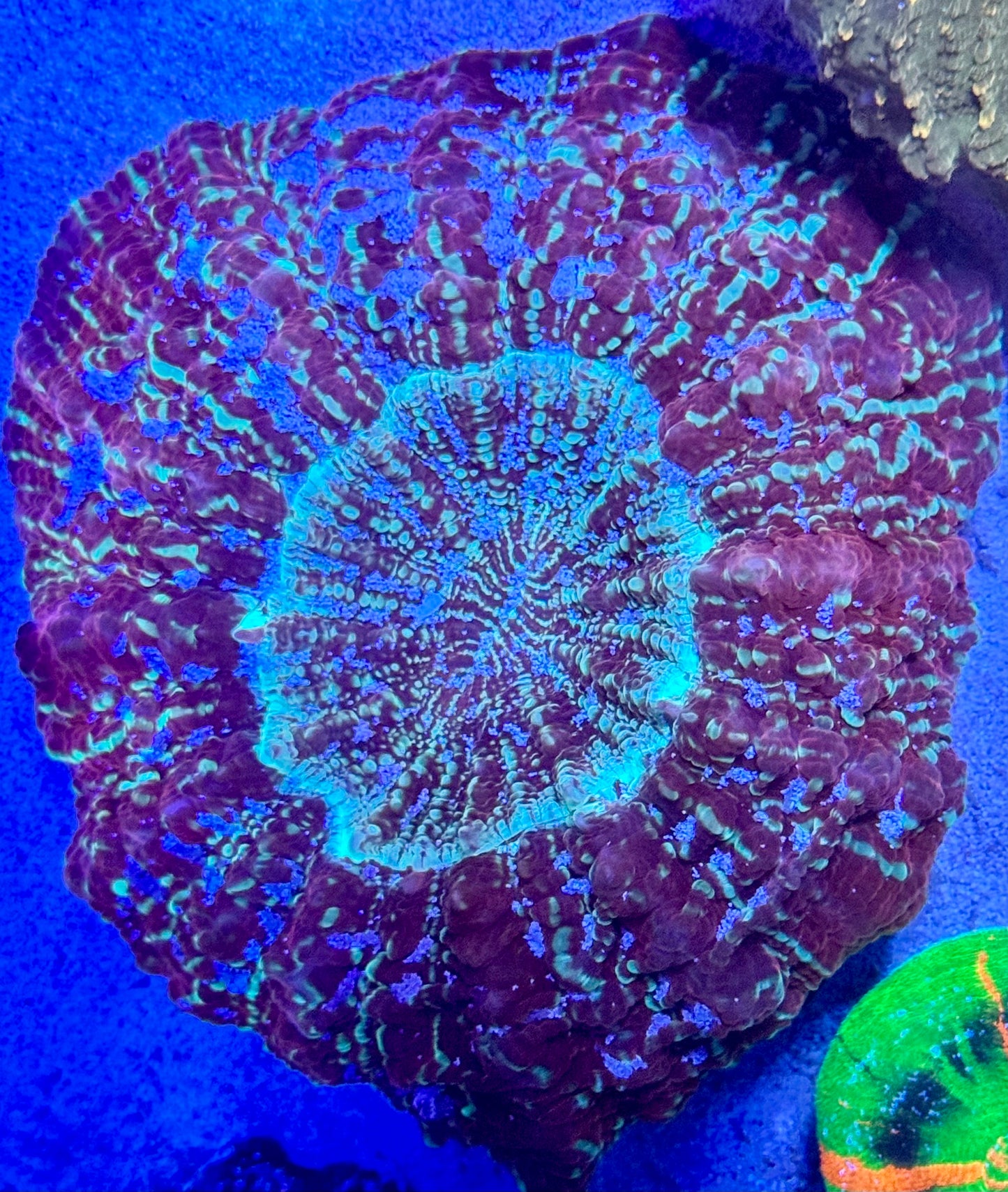 Ultra Acantho