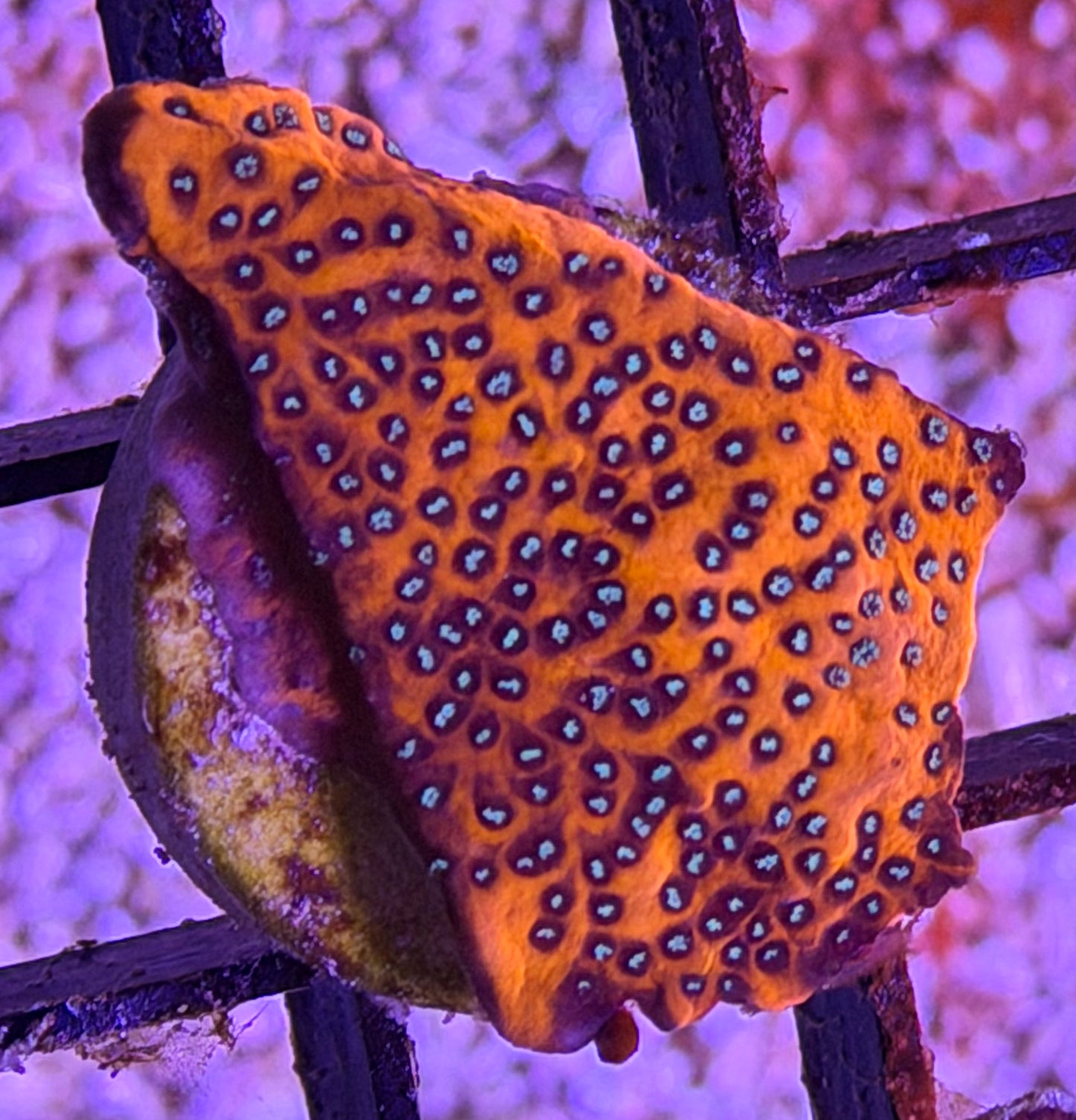 Starburst monti
