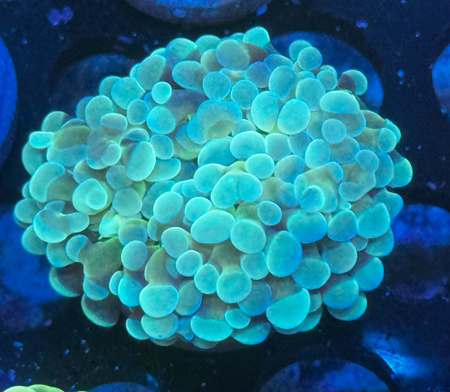 DBC Bluey Hammer