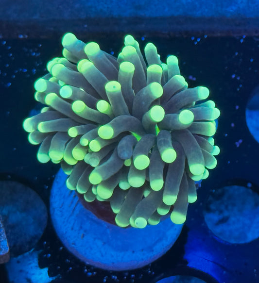 Malaysian neon lights torch