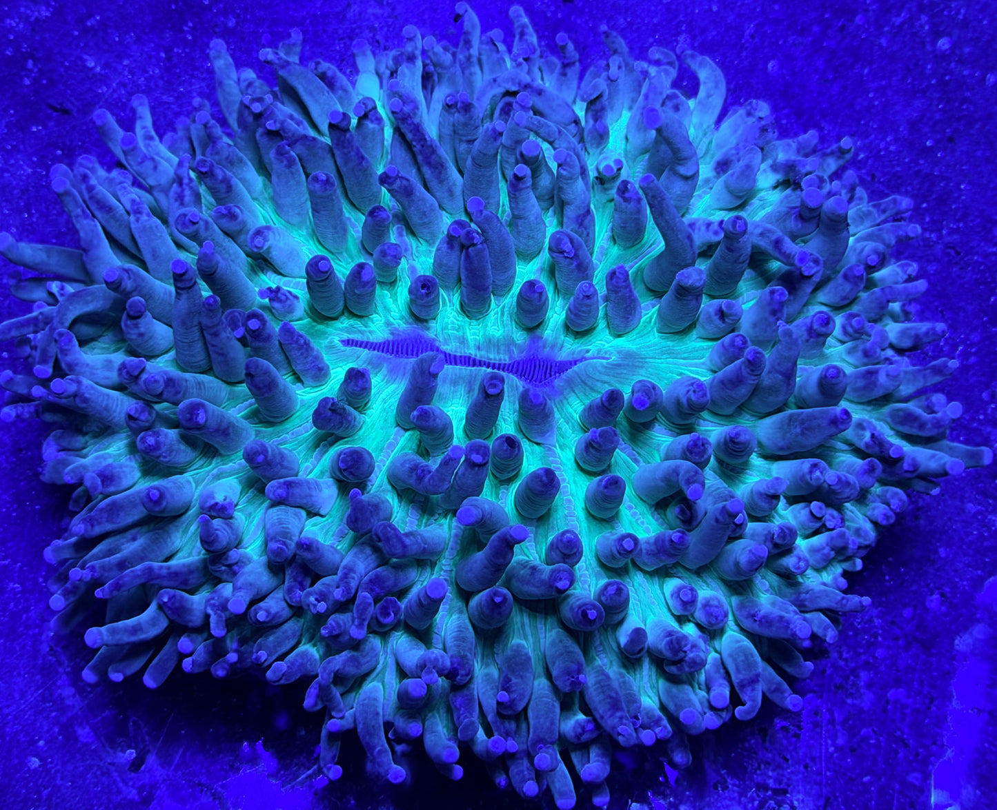 Long tentacle heliofungia plate coral