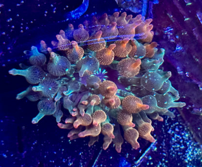 Nexus Burst anemone pinwheel pattern (rare)