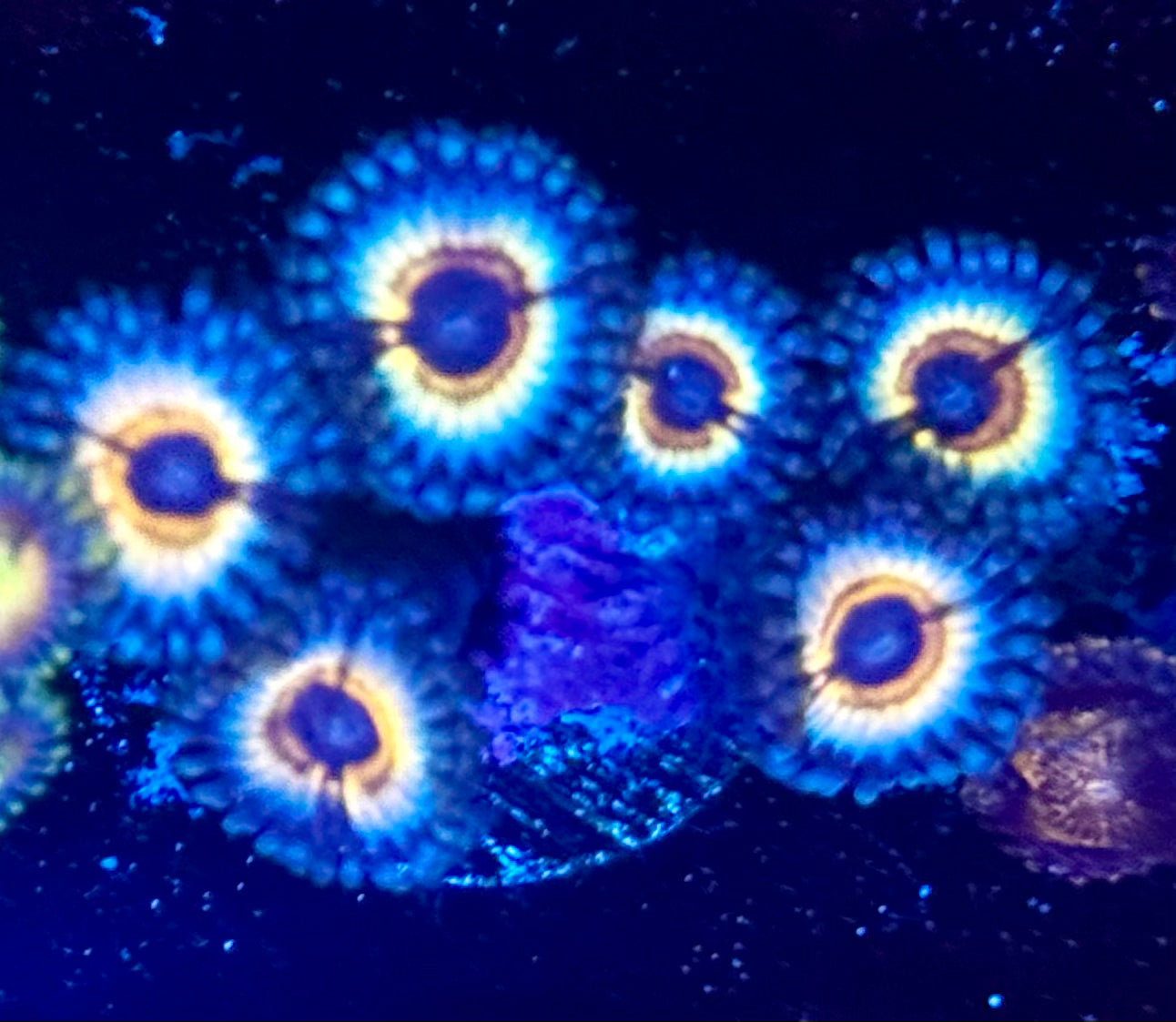 Vampire Zoas