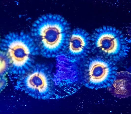 Vampire Zoas