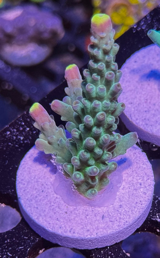 Poletti Yellow Tip