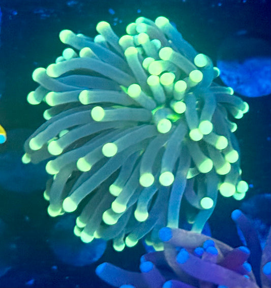 Malaysian neon lights torch