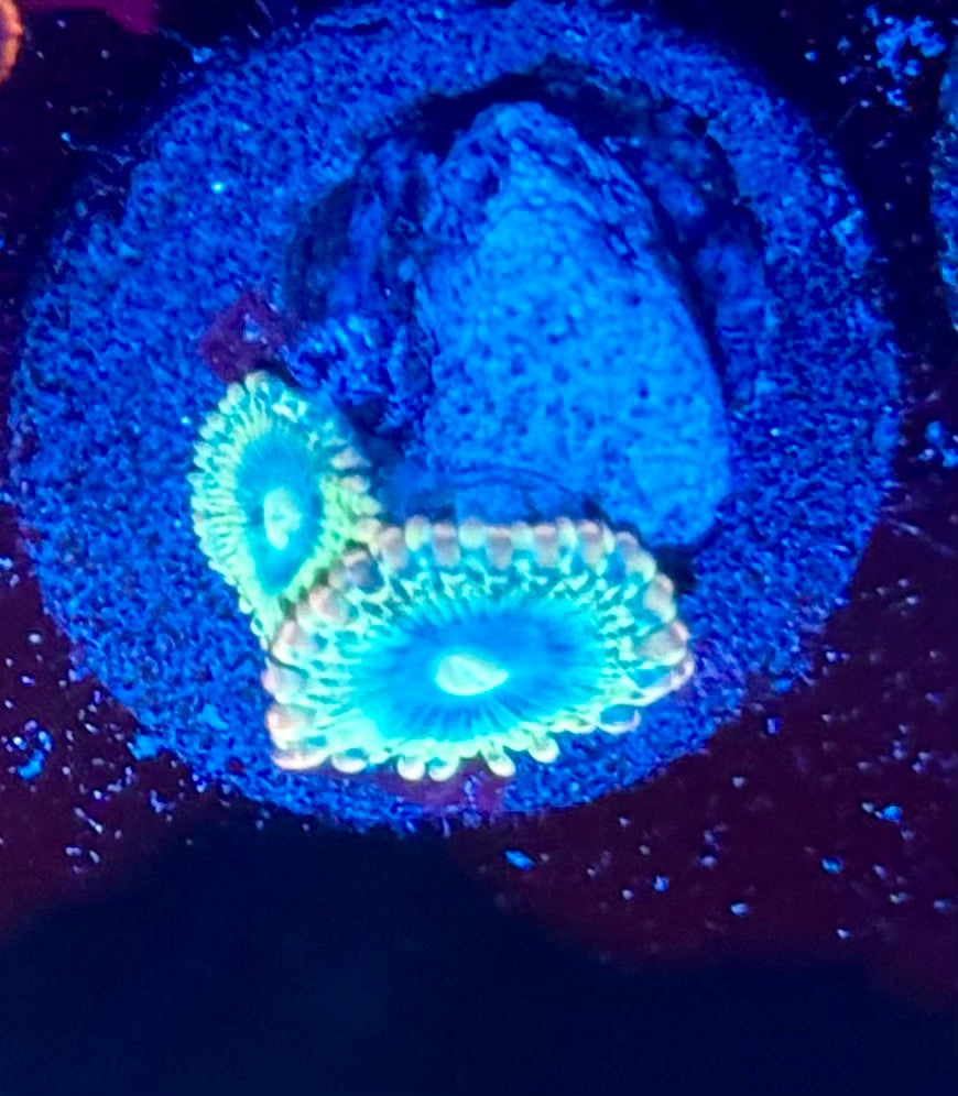 Rainbow Rhino zoas