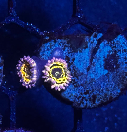 Stratosphere Zoas - 3 polyps