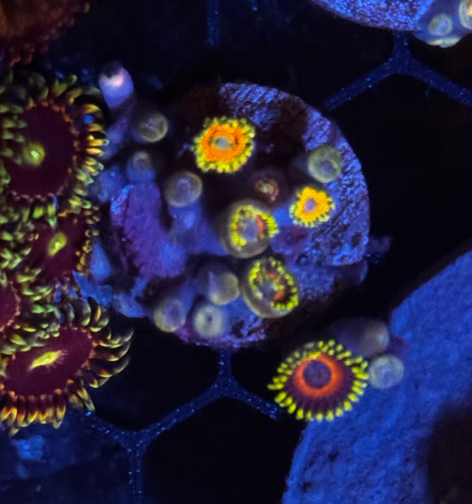 Assorted Zoas
