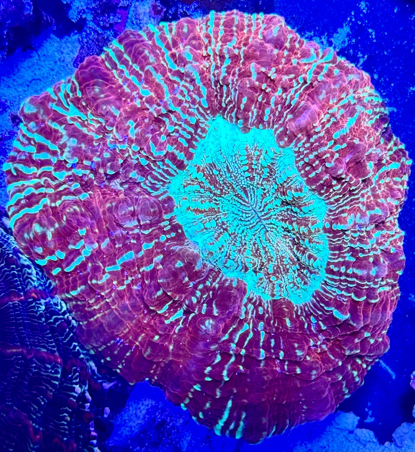 Ultra Acantho