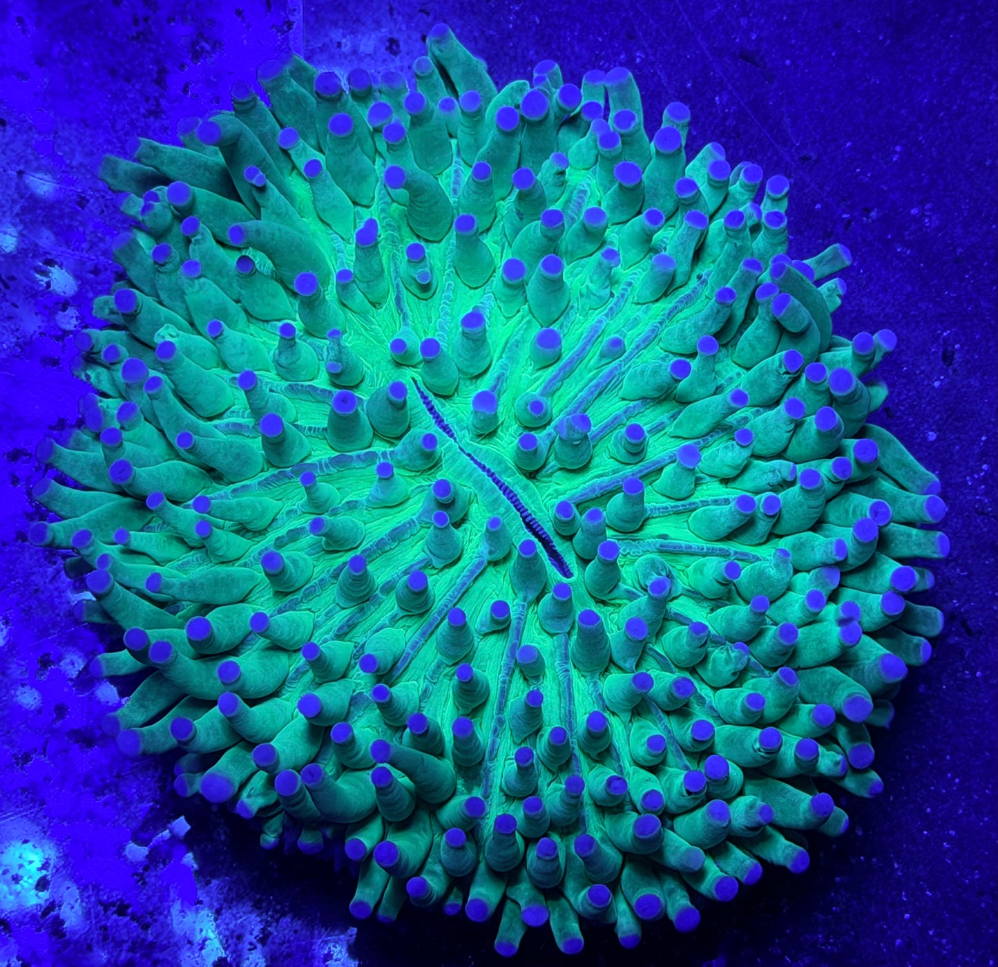 Long tentacle heliofungia plate coral