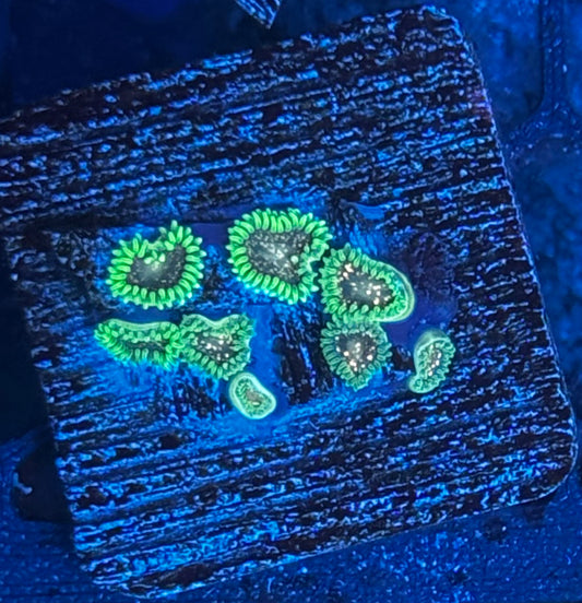 Cosmic Combustion Zoas